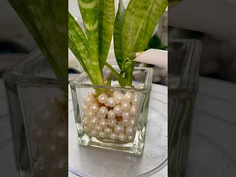 DIY Water Plant decoration in Water #plantsdecor #houseplantdecor #diy #waterplants #snakeplant