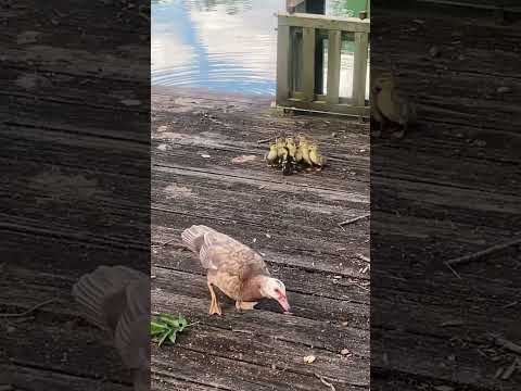 Mommy and Baby Duck Swimming on the Lake 🐥