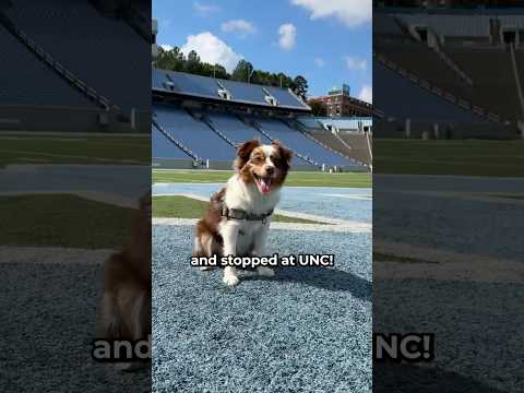 Famous dog visits a UNC #dog #australianshepherd #cutedog