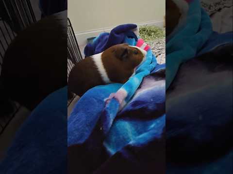 Piggy blanket