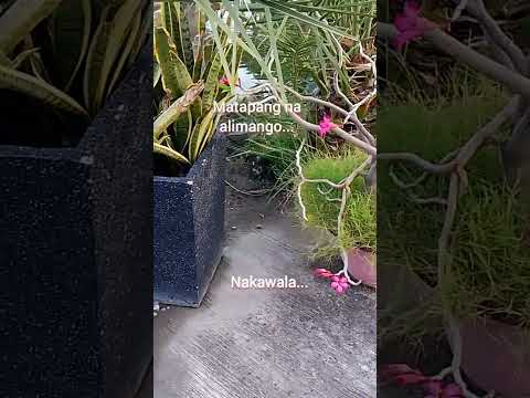 #viral harvesting sugpo at alimango / #video on how to tie crab 🦀