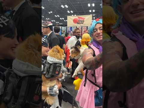 Reactions to my dog at anime con #dog #australianshepherd #cutedog