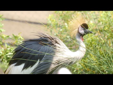 Houston Zoo Opens Groundbreaking “Birds of the World” Exhibit