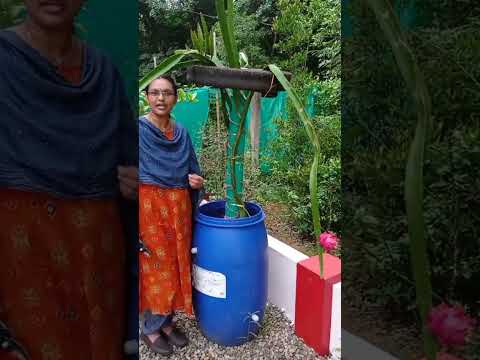 How to Grow Dragon Fruit on Terrace Garden | Dragon Fruit Cultivation in Kerala