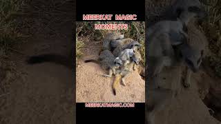 MEERKAT MAGIC MEERKATS SURICATES SURICATE erdmaennchen ミーアキャット Mīakyatto сурикат Māoyòu ميركات