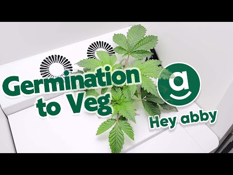 Stealth Grow Box Series – Episode 1 – Germination, Sproutlings & Veg – Hey Abby OG