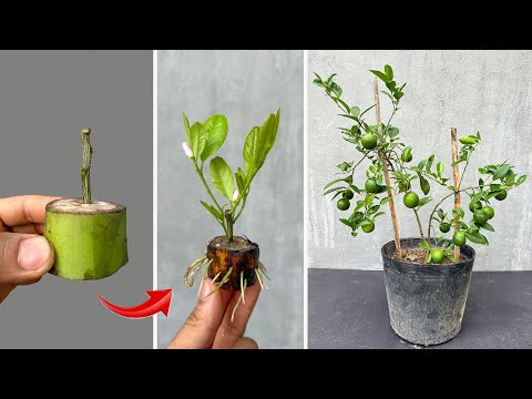 Video summary of the latest techniques to help lemon trees produce more fruit