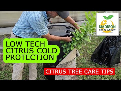 Cold Protection For Your Citrus Trees - Keep your citrus trees alive through cold snaps