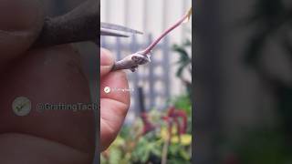 budding Grafting Apple 🍎 #grafting #graftingtactick #gardening #graftingtechniques #graftingtutorial