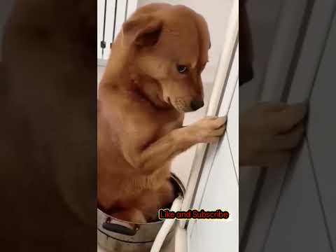 Funny Dog Video| Funny Animal video | funny video 2023 #shorts #funny #short #reels  #shortsfeed