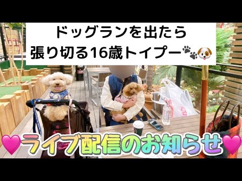 【ドッグランを出たら張り切る16歳トイプー🐾】今年最後のライブ配信のお知らせ🩷😊