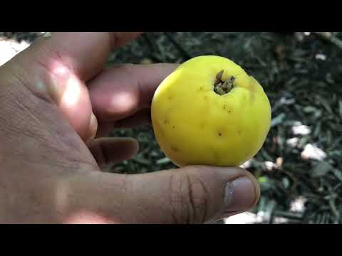 Hundreds of Fruit Trees Packed into this Epic Urban Food Forest!