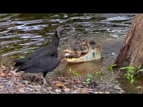 Peru's Wetlands: a Unique Refuge for Wildlife