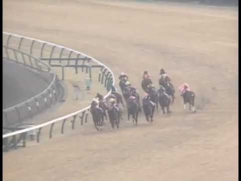 ヤマニンゼファー 1991年  第25回スプリンターズステークス(GI) (優勝馬：ダイイチルビー)