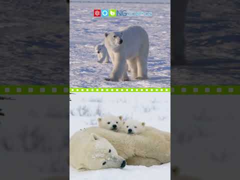 Polar Bears #shorts #ngscience