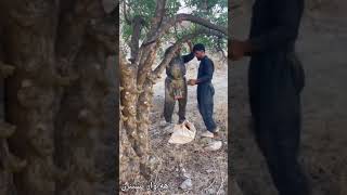 Taking the sap of mountain pistachio tree, which is used for chewing gum, medicine .