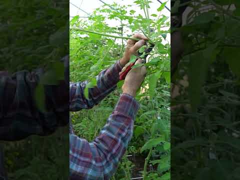 Checkout his Awesome Tomato Trellis System!  #gardening #fruittrees #garden #tomatogarden 🍅