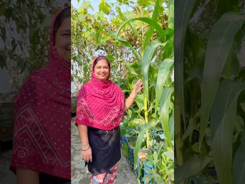 Amazing Corn Growth in a Small Pot | Best Results from Rooftop Gardening #rooftopgarden #corn