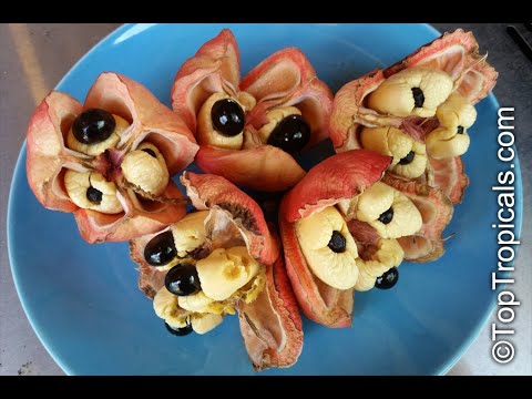 Akee Fruit - Jamaica's National Fruit