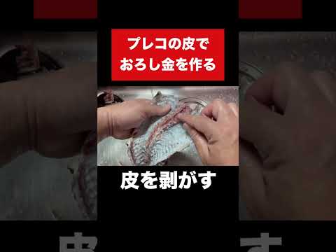 プレコの皮で大根はおろせるのか？