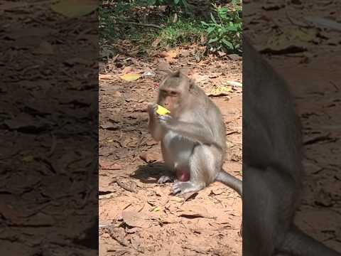 Big monkey like eating mango #animal #shorts