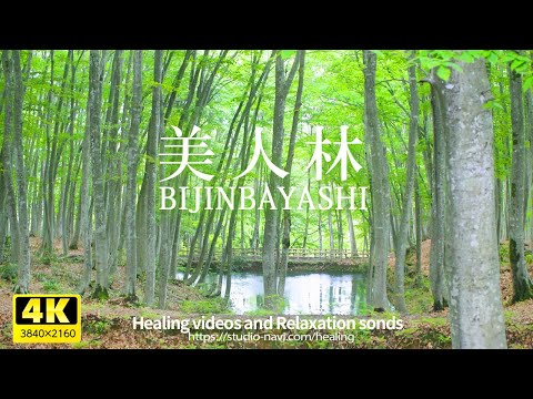 [Healing] Comfortable wind sound, bird's voice, gentle BGM and refreshing fresh green