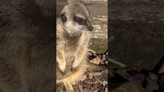 Why do meerkats stand up?