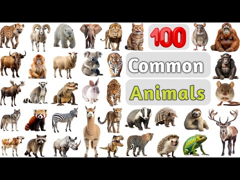 Animals Vocabulary ll 100 Common Animals Name In English With Pictures ll List of Animals in English