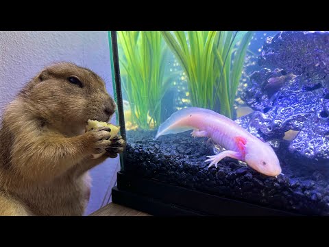 I Fed an Axolotl to my Prairie Dog