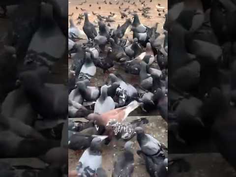 wow! what these pigeons doing #shorts #pigeon #animals