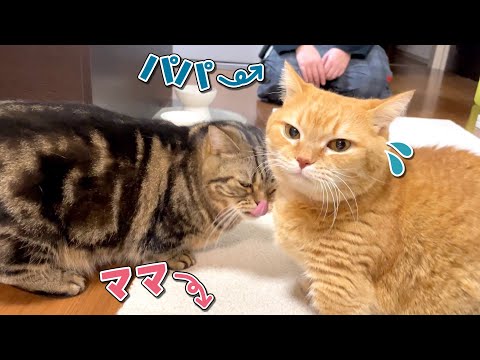 同時に帰ってきたパパとママに平等に甘える猫たちが可愛すぎてずるい！