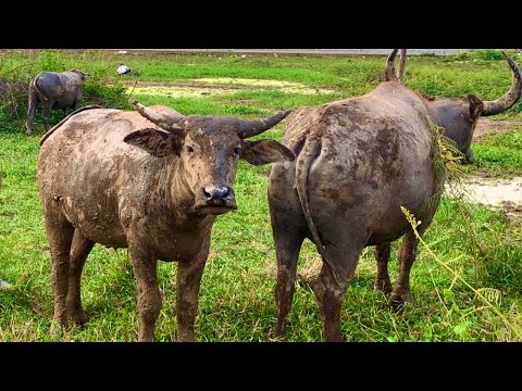 Watch These Adorable Buffaloes, Buffaloes video