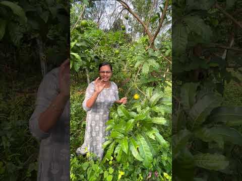 നവംബർ മാസത്തിലെ അബിയു വിളവെടുപ്പ് | Abiu harvesting in Thodupuzha, Idukki, Kerala | Anit Thomas