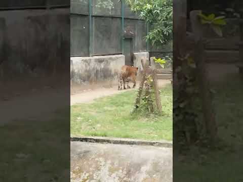 tiger sahi kiya ya galat patna zoo