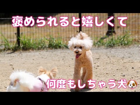 【褒められると嬉しくて何度もしちゃう🐶】#可愛すぎる犬 #ドッグラン #ジェラート🍧 #彩都なないろ公園