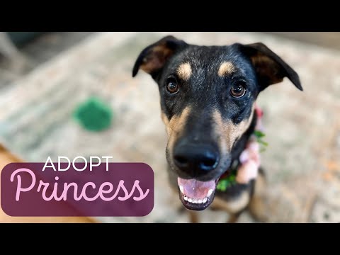 Princess seeks her happily ever after