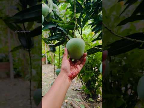 Can’t wait to harvest them🥭😋 #mango #garden #gardening #harvesting #shorts #shortsfeed #viral #fyp