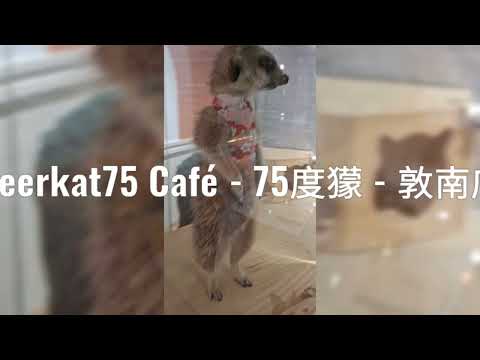 Meerkat75 Café - 75度獴 - 敦南店 #台北狐獴餐廳 #近距離接觸狐獴 #和狐獴互動玩耍