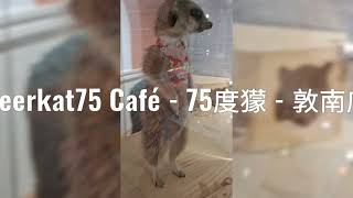 Meerkat75 Café - 75度獴 - 敦南店 #台北狐獴餐廳 #近距離接觸狐獴 #和狐獴互動玩耍