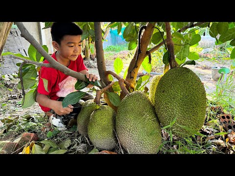 Yummy jackfruit cook with river fish - Jackfruit recipe - Chef Seyhak