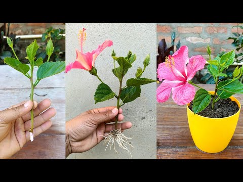 How to propagate hibiscus plant from cuttings | Hibiscus cuttings propagation