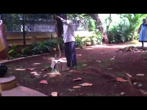 Spectacled Cobra caught in residential complex, Mumbai India