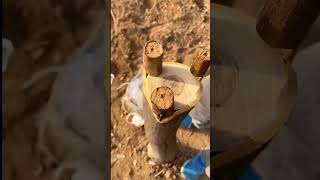 big tree root stock grafting