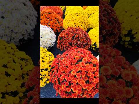 Keep calm and enjoy fall #fallseason  #enjoy #flowers #shortvideo #shotrs #shortfeed #fun#flowers