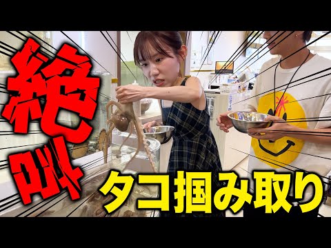 【大暴れ】生きてるタコを掴み取りして踊り食いしたらパニックすぎたwwwwww