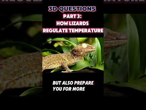 PT 3: Lizard Adaptations: How They Control Temperature | 3-D Questions from Steamspirations