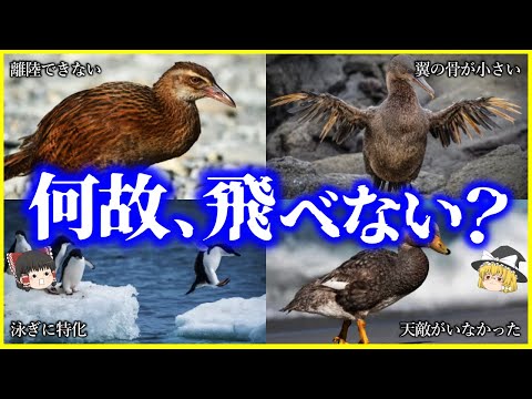 【ゆっくり解説】空を飛べない鳥はどのように進化してきたか？世界の「飛べない鳥」10選を解説