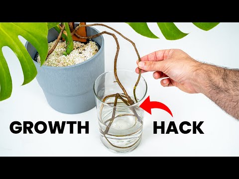 Should You Do THIS To Your Plant's Aerial Roots?