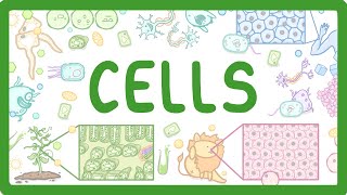 GCSE Biology - Cell Types and Cell Structure #2