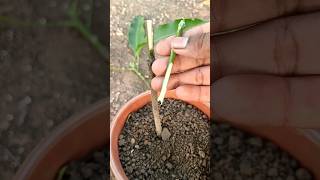 Easy Technique How To Grafting Mango Plant From Cutting At Home #shorts #mangografting #grafting